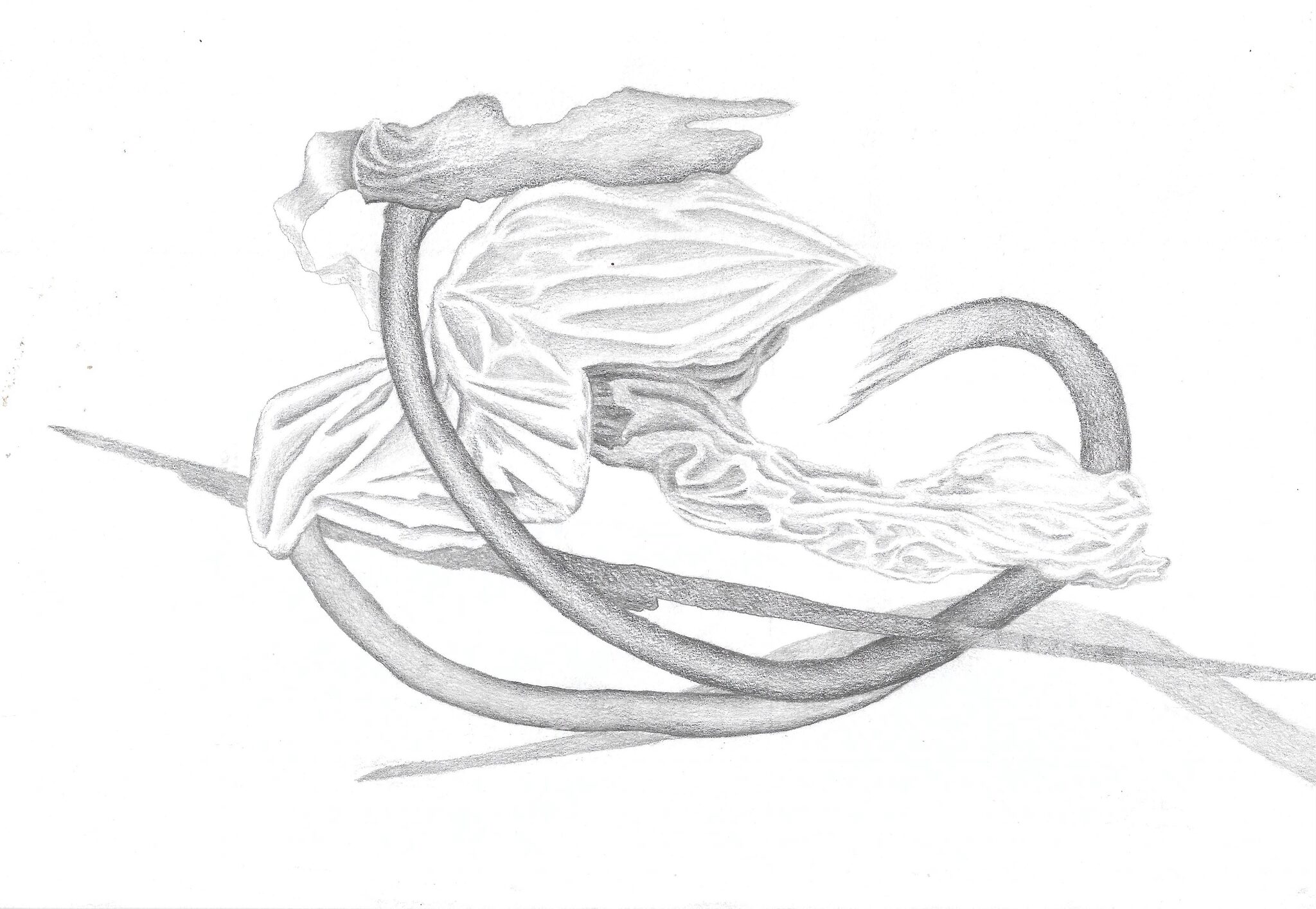 The Bouquet, graphite on paper, 15x21cm, 2019