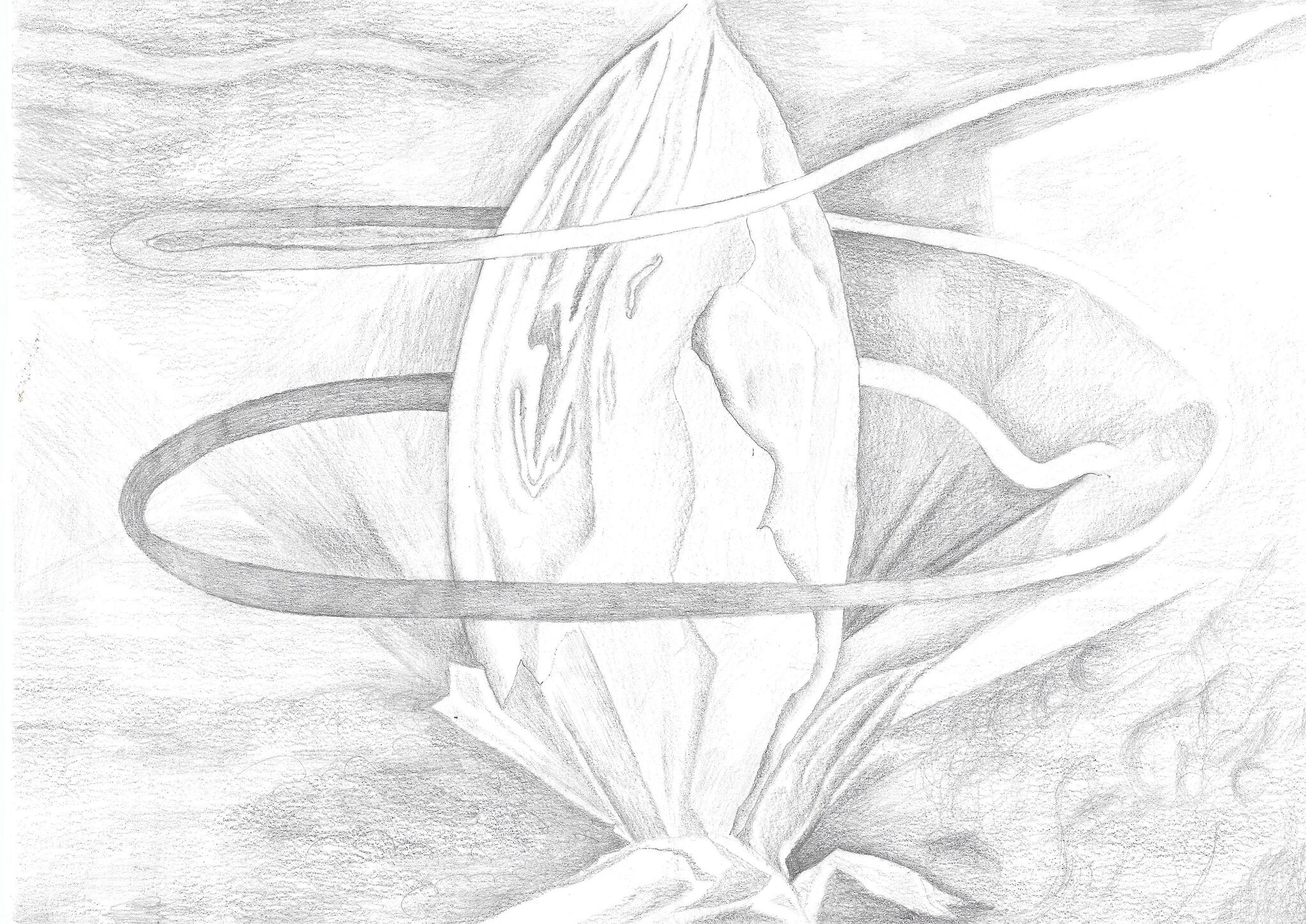Ancient seed, graphite on paper, 21x30cm 2021