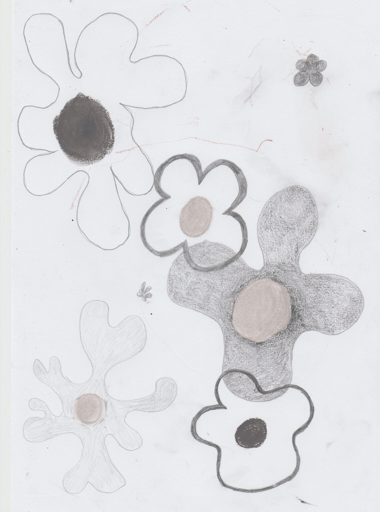 Daisies, graphite, colour pencil, 30x21cm, 2022