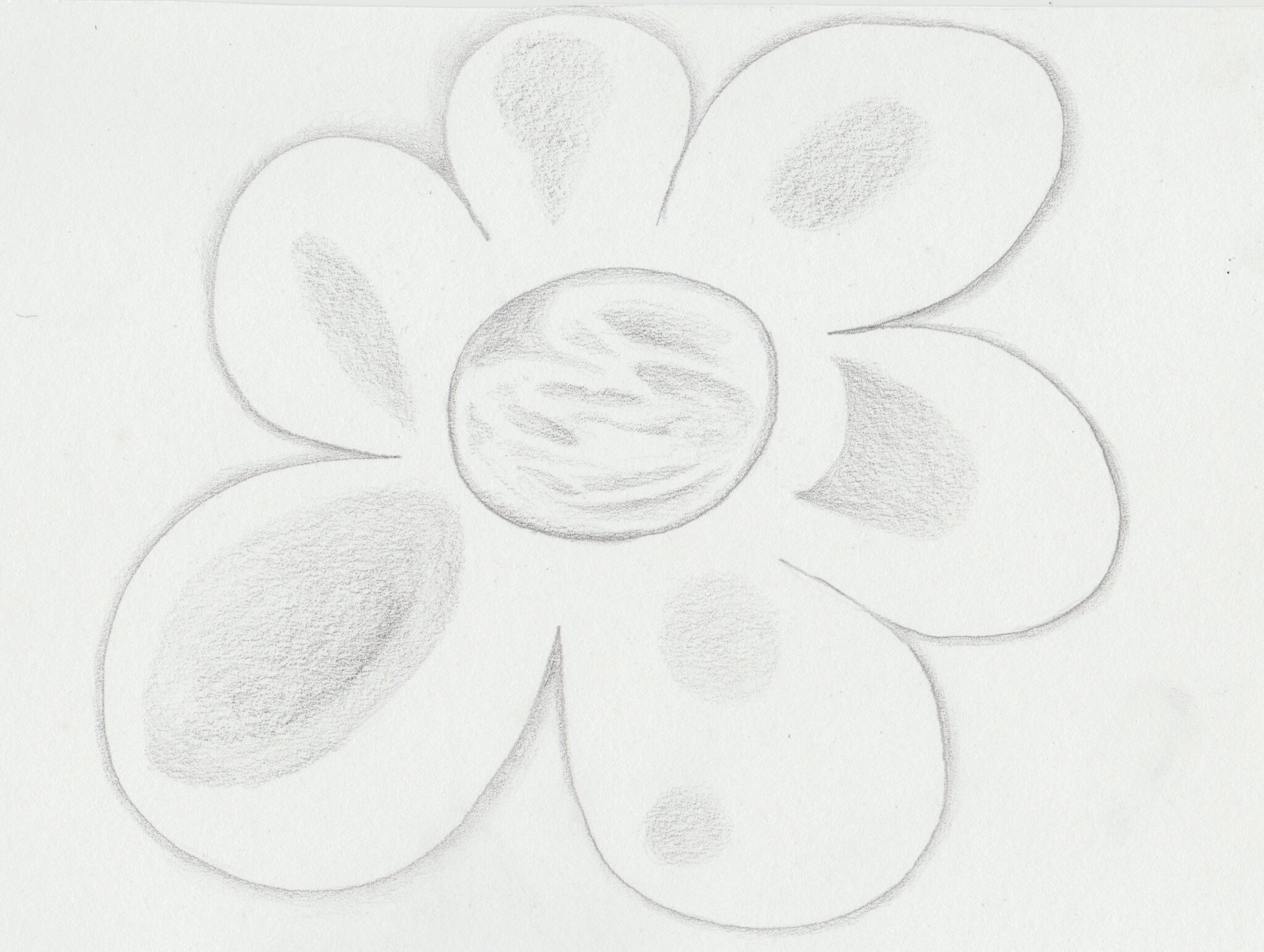 Daisy, graphite on paper, 15x21cm, 2022